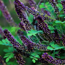 FALSE INDIGO BUSH (Amorpha Fruiticosa) BLUE WITH ORANGE ANTHERS. 