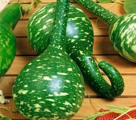 CLIMBING FLOWERS - Vines - Thunbergia Morning Glory Sweet Pea - Flower seeds - Picture 42 of 121