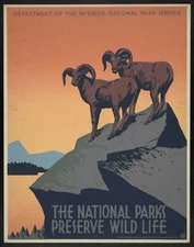 8" x 10"  1936 Photo The national parks preserve wild life Poster for Nation