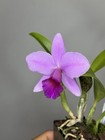 NEW! Unreleased 2027 Cattleya (L. Praestans x Sc. Lana Coryell) SVO 11383 — photo 3
