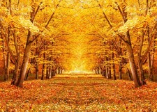 7x5FT Fall Backdrop, Golden Maple Forest, Fallen Leaves, Pathway, Photo Prop