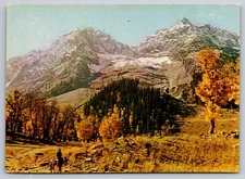 Postcard India Pahal Gam Kashmir Man on Horseback 18V
