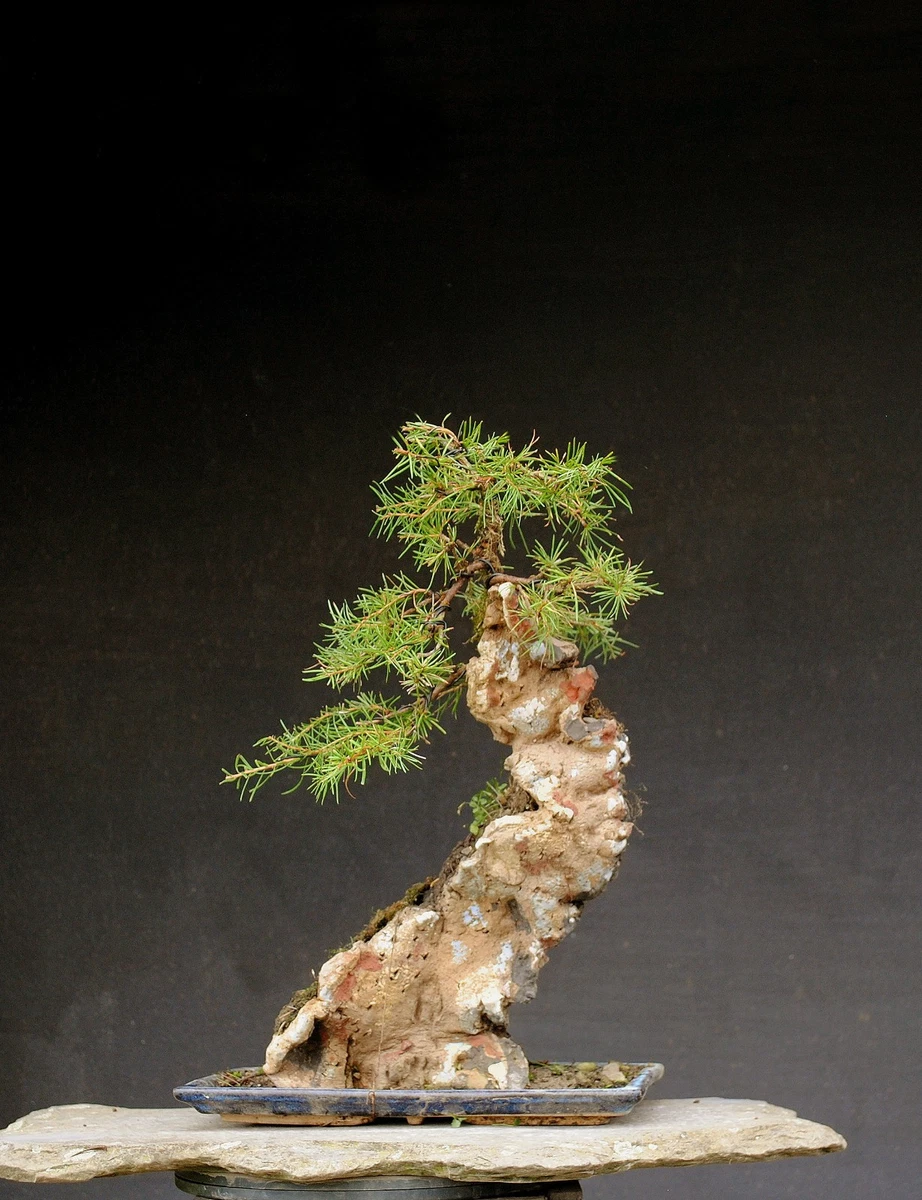 Lrchen-Bonsai-Larix Pflanzen, Bonsai online kaufen | eBay