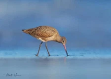 Marbled Godwit by Matthew Huras Fine Art Print Wildlife Sandpiper Bird 17x23