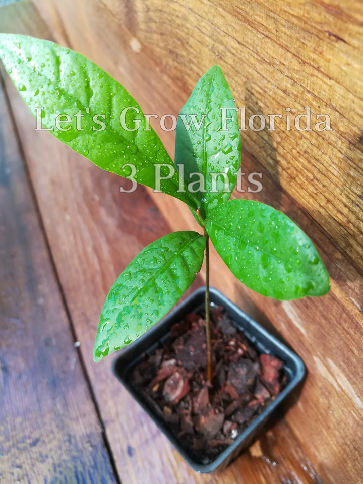 Miracle Fruit Plant Seedling (Synsepalum Dulcificum) - Grow Your Own Flavor-Changing Berries!