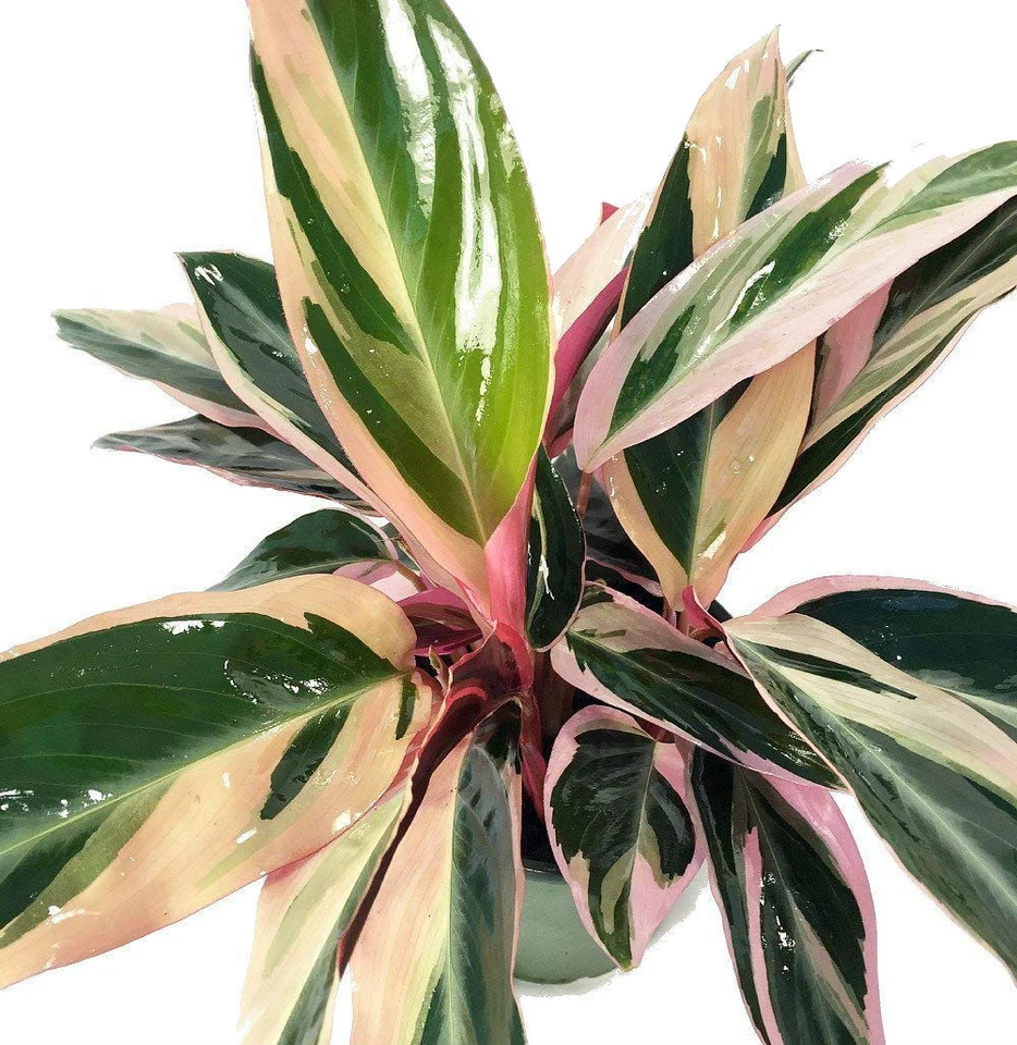 Трехцветное молитвенное растение Stromanthe Triostar легко выращивать живое комнатное растение горшок 4 дюйма - Изображение 3 из 4