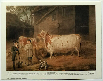 Die Holderness Kuh (1798-1800) (Farbstich) Reproduktionsdruck
