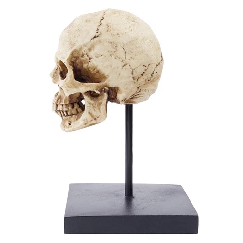 Menschlicher Totenkopf Kopf Halloween Horror Dekoration Grusel Figur Realistisch Statue - Bild 4 von 7