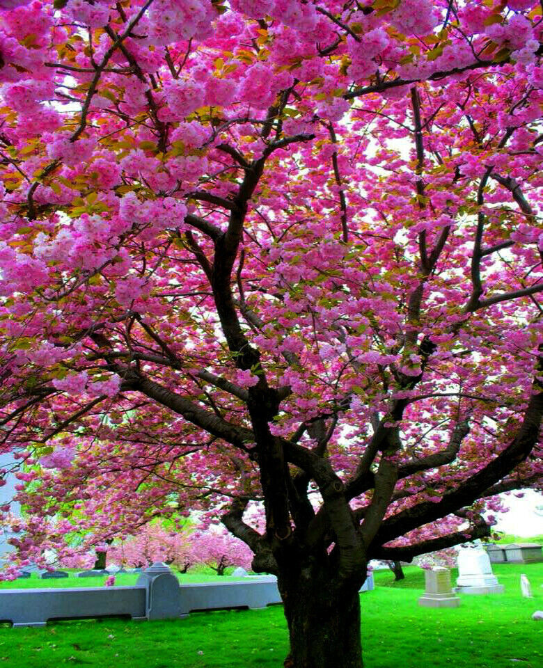 JAPANESE SAKURA CHERRY BLOSSOM TREE SEEDS (Prunus sargentii) Hardy Flower Plant