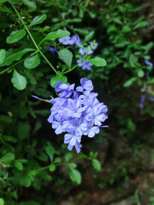 40 Blue Jasmine Seeds Jasminum Jasmine Flower | eBay