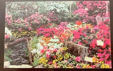 Azalea Show Lincoln Park Conservatory Vintage Souvenir Postcard Unposted