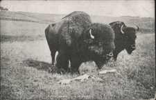 Buffalo American Bison 'The Adam Eve of America' Grassy Field 1908 Sunshine,WY N