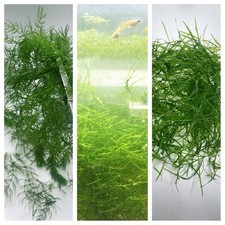 Combo : Java Moss, Hornwort,Guppy Grass Buy 2 Get 1 Free