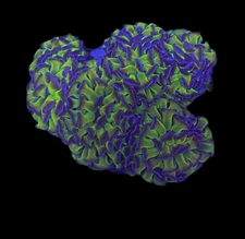 WYSIWYG Bicolor Branching Hammer Coral – Live LPS Euphyllia for Reef Tank
