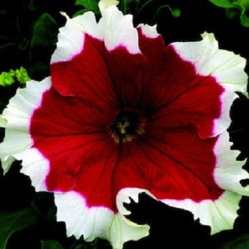 Petunia Seeds Frost Cherry Petunia Seeds 50 Pelleted Seeds | eBay