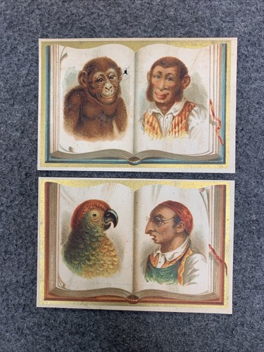 RARE Lot (6) 19th C. Theodore Leonhardt Trade Cards Man Ape Parrot Owl Cat Dog - Picture 4 of 7