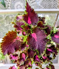 Black Dragon Coleus Live Rooted Plants  Solenostemon scutellarioides Plant