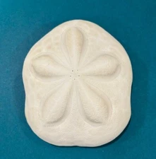 Large Puffy Sea Biscuit Sand Dollar Fossil Seashell Nautical Ocean Beach Decor