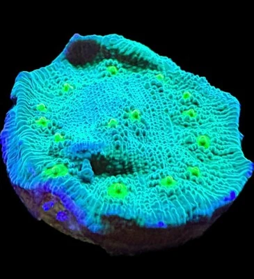 CORAL AQUA CULT Live Coral Chalice Hollywood Stunner 1"+