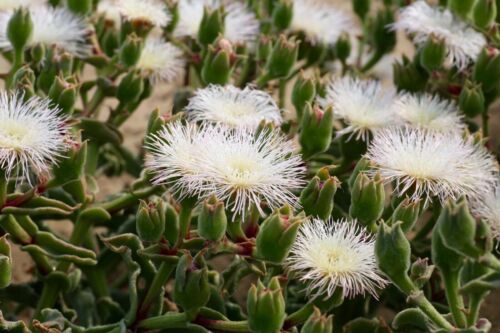 Knusprige Eispflanze - Mesembryanthemum guerichianum - 10+ Samen - L 225 - Bild 1 von 1