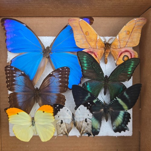 Caja 21 Espécimen Mariposas Tropicales Insecto Polilla Entomología Taxidermia A1-A2