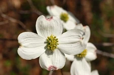 White Flowering Dogwood (Cornus florida northern), 10 seeds
