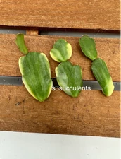 3 Cuttings Variegated Christmas Cactus - Schlumbergera x