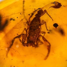 SCORPION in Burmese / Burmite amber fossil / 100% genuine 
