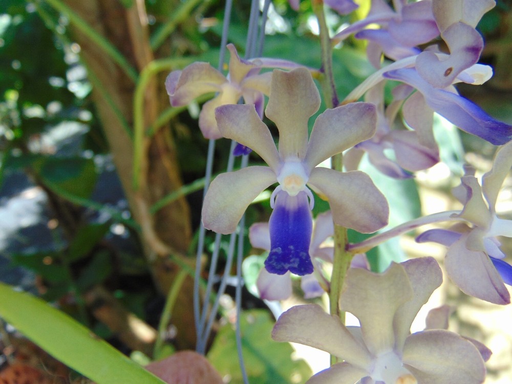 V. tessellata X Rhy. coelestis Blue Bloom size 4