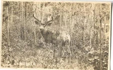 RPPC Postcard Deer 