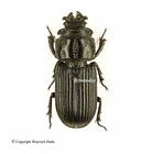 Nigidius bubalus ssp - M, rare, South Africa, 15-16mm
