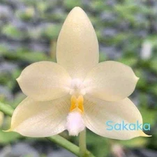 Phalaenopsis foresensis x sib