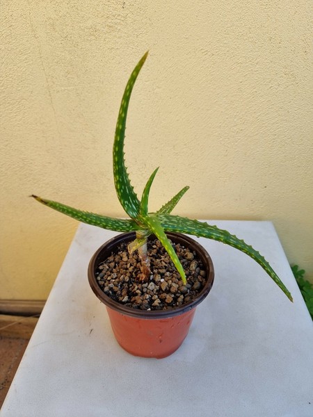 Aloe Camperi 25cm