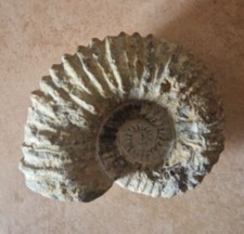 Nautilus Schnecke versteinert, Fossilie Fossil Marokkanisch Ca 13cm  Breit