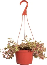 Succulents Calico Kitten Hanging Succulent, Crassula Pellucida Variegata, Ful...