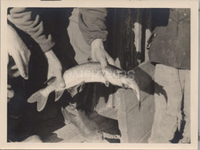 Zdjęcie Policja-Sch. Regt. 31, Fishing Wieczniew Wyschnyzja 09/1943 (MJ-179)