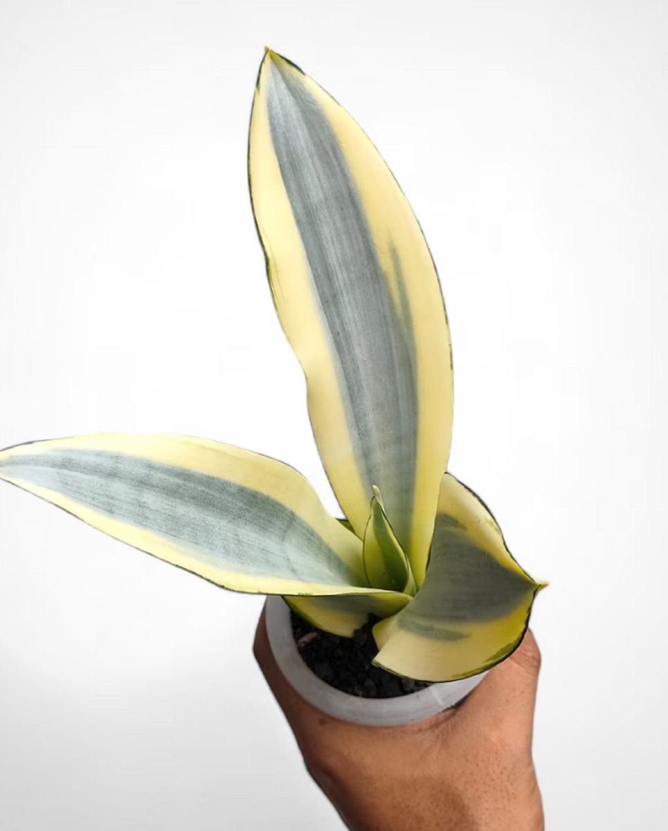 strelitzia nicolai xl Strelitzia Nicolai XL, Efeutute Scindapsus Pictus Trebie, Marble Queen   vielgrn