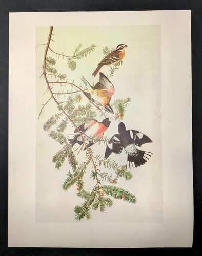John James Audubon Birds ROSE-BREASTED GROSBEAK Vintage Art Book Plate 311 - Picture 2 of 3