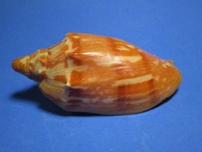 Cymbiola aulica (Sowerby I, 1825) "NICE!"  (94.0mm)