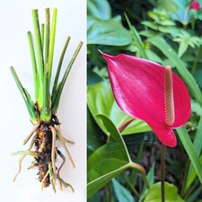 LIVE MATURE 5" Bare : PINK Anthurium Exotic Andraeanum Root, Year-roud flowers 