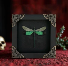 Real Green Damselfly Framed Dragonfly Art Mounted Insect Mother’s Day Gift