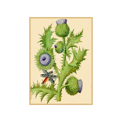 Botanical Print, Antique Flower Art with Dragonfly, Reproduction Art, 5'' x 7''