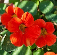 Empress Of India Nasturtium Seeds | Heirloom / Non-GMO | Free Shipping | 1199