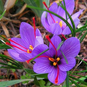 Zafferano Bulbi Zafferano Fiore Crocus Sativus Best Organic Spice Sano Impianto Top Ebay