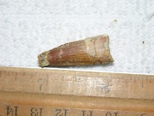 Dinosaur fossil tooth Spinosaurus Cretaceous Era bigger 1 inch long A76