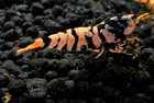 5 ORANGE HORNET CARIDINA Aquarium Shrimp Live Guarantee! — photo 5