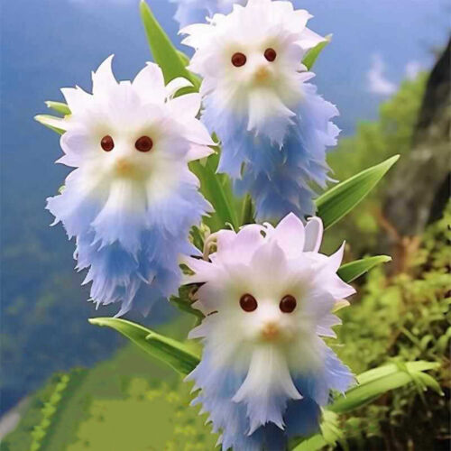 Gran cara de flores semillas de orquídea están llenas de plantas de jardín en maceta fragantes - Imagen 16 de 20