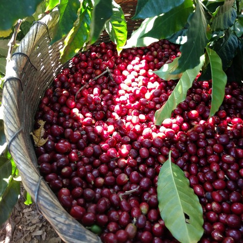 Panama Geisha Coffee Beans Medium Roasted 4 Bags 1 Pound Each - Picture 21 of 24