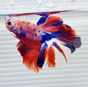halfmoon betta for sale