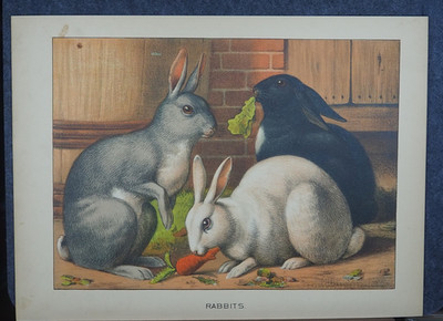 Bunny Rabbits Eating Carrot & Lettuce Antique Lithograph Art Print 1881